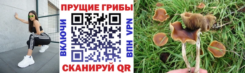 shop наркотические препараты  kraken ТОР  Псилоцибиновые грибы мухоморы  Нелидово  купить наркотики сайты 